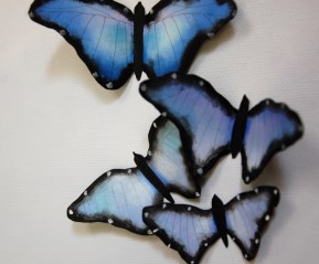 Blue Butterflies closeup1